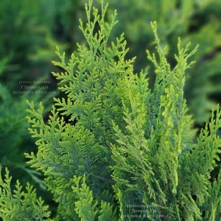 Кипарисовик Лавсона Вайт Спот (Chamaecyparis lawsoniana White Spot) ФОТО Питомник растений Природа (15)