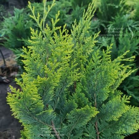 Кіпарисовик Лавсона Вайт Спот (Chamaecyparis lawsoniana White Spot) ФОТО Розплідник рослин Природа (16)