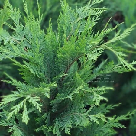 Кіпарисовик Лавсона Вітцеліана (Chamaecyparis lawsoniana Witzeliana) ФОТО Розплідник рослин Природа (6)