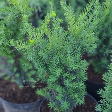 Тис средний Хикси (Taxus media Hicksii) ФОТО Питомник растений Природа (20)