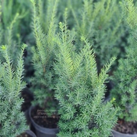 Тис средний Хикси (Taxus media Hicksii) ФОТО Питомник растений Природа (21)