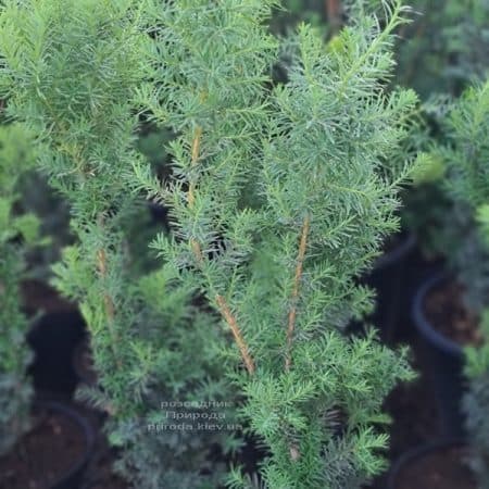 Тис середній Хікс (Taxus media Hicksii) ФОТО Розплідник рослин Природа (22)