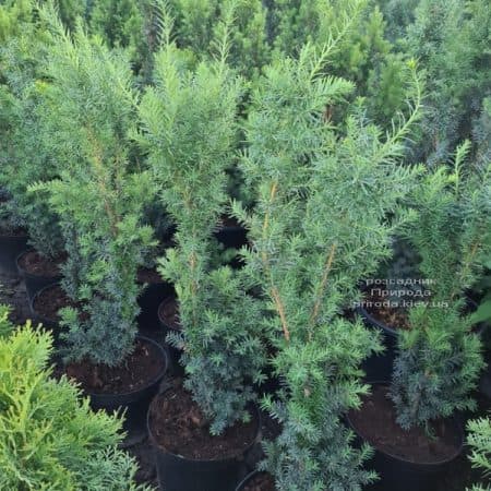 Тис средний Хикси (Taxus media Hicksii) ФОТО Питомник растений Природа (23)