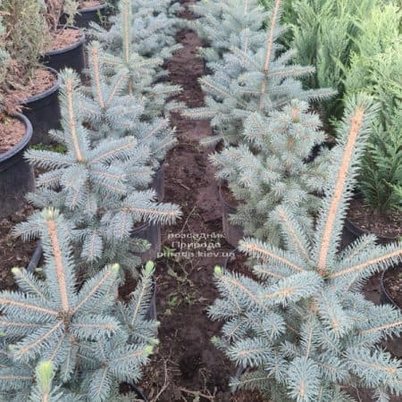 Ялина блакитна Глаука (Picea pungens Glauca) ФОТО Розсадник рослин Природа (172)