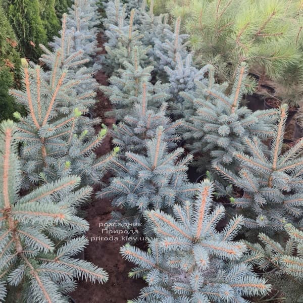 Ялина блакитна Глаука (Picea pungens Glauca) ФОТО Розсадник рослин Природа (173)