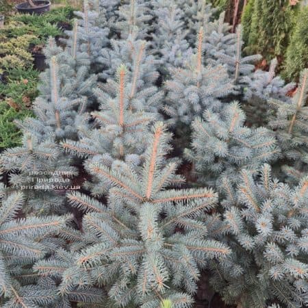 Ялина блакитна Глаука (Picea pungens Glauca) ФОТО Розсадник рослин Природа (174)