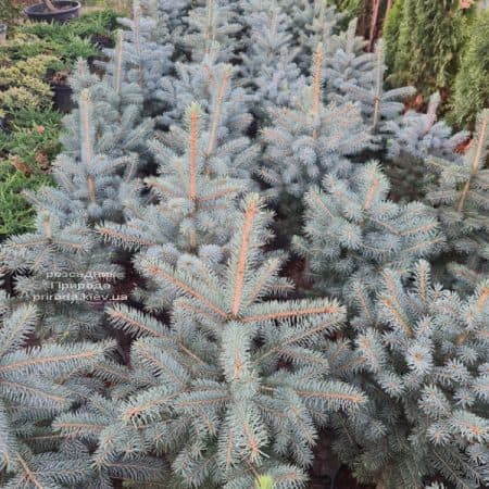 Ялина голуба Глаука (Picea pungens Glauca) ФОТО Розсадник рослин Природа (174)