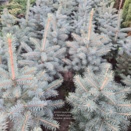 Ялина блакитна Глаука (Picea pungens Glauca) ФОТО Розсадник рослин Природа (175)