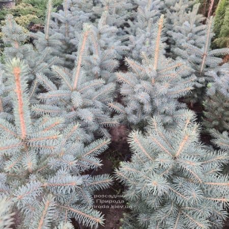 Ялина голуба Глаука (Picea pungens Glauca) ФОТО Розсадник рослин Природа (175)