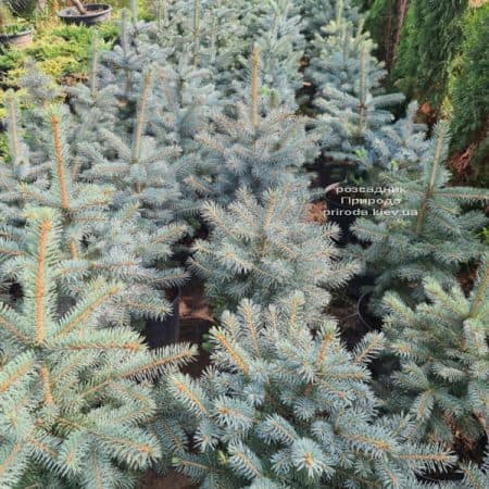 Ялина блакитна Глаука (Picea pungens Glauca) ФОТО Розсадник рослин Природа (176)