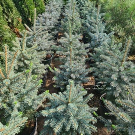 Ялина голуба Глаука (Picea pungens Glauca) ФОТО Розсадник рослин Природа (177)