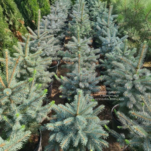 Ялина блакитна Глаука (Picea pungens Glauca) ФОТО Розсадник рослин Природа (177)