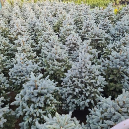 Ялина блакитна Супер Блю Сідлінгс (Picea pungens Super Blue Seedlings) ФОТО Розсадник рослин Природа (1)