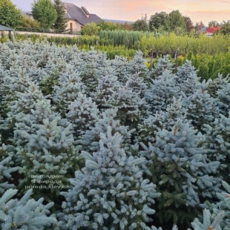 Ялина блакитна Супер Блю Сідлінгс (Picea pungens Super Blue Seedlings) ФОТО Розсадник рослин Природа (3)