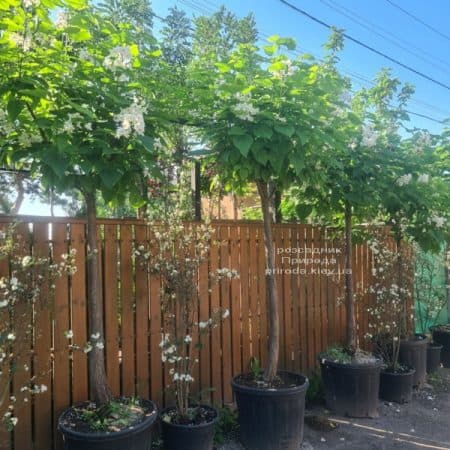 Катальпа чудова (північна, прекрасна) (Catalpa spesiosa) ФОТО Розсадник рослин Природа (15)