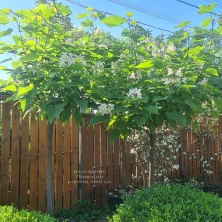 Катальпа чудова (північна, прекрасна) (Catalpa spesiosa) ФОТО Розсадник рослин Природа (16)