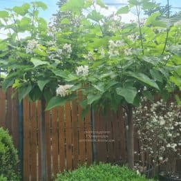 Катальпа чудова (північна, прекрасна) (Catalpa spesiosa) ФОТО Розсадник рослин Природа (19)