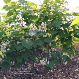 Катальпа чудова (північна, прекрасна) (Catalpa spesiosa) ФОТО Розсадник рослин Природа (21)