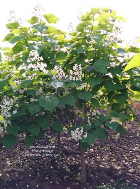 Катальпа чудова (північна, прекрасна) (Catalpa spesiosa) ФОТО Розсадник рослин Природа (21)