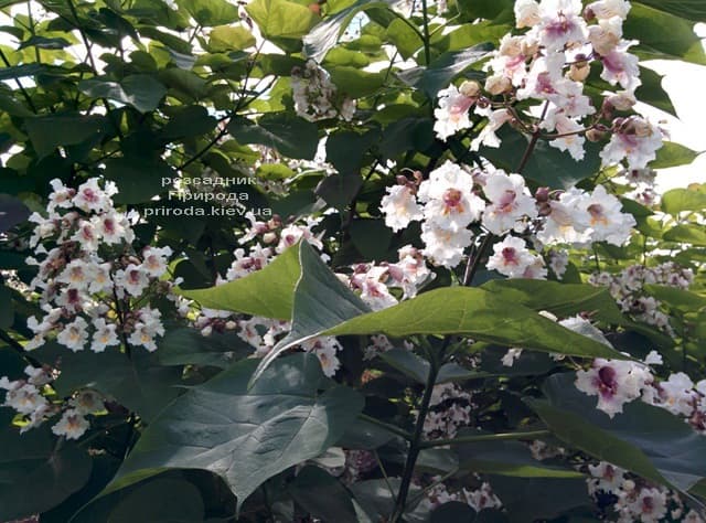 Катальпа чудова (північна, прекрасна) (Catalpa spesiosa) ФОТО Розсадник рослин Природа (22)