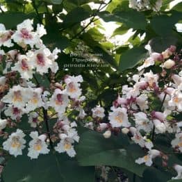 Катальпа чудова (північна, прекрасна) (Catalpa spesiosa) ФОТО Розсадник рослин Природа (23)