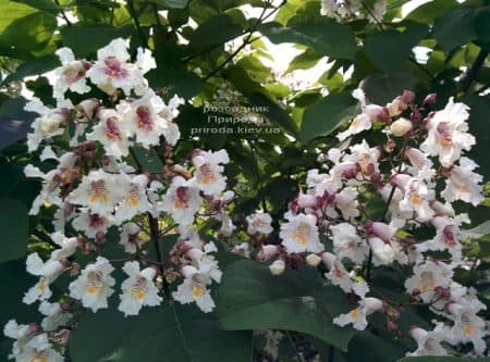 Катальпа чудова (північна, прекрасна) (Catalpa spesiosa) ФОТО Розсадник рослин Природа (23)