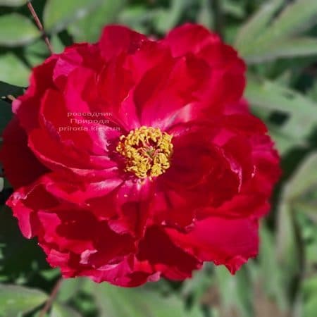 Півонія деревоподібна японська (Paeonia suffruticosa japanese) ФОТО Розсадник рослин Природа