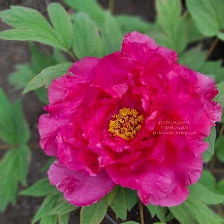 Півонія деревоподібна японська (Paeonia suffruticosa japanese) ФОТО Розсадник рослин Природа