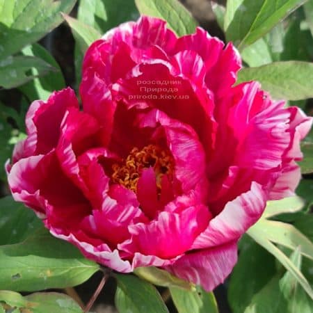 Півонія деревоподібна японська (Paeonia suffruticosa japanese) ФОТО Розсадник рослин Природа