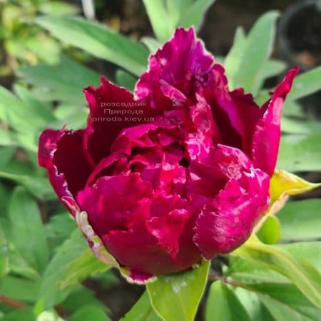 Півонія деревоподібна японська (Paeonia suffruticosa japanese) ФОТО Розсадник рослин Природа