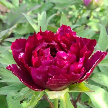 Півонія деревоподібна японська (Paeonia suffruticosa japanese) ФОТО Розсадник рослин Природа