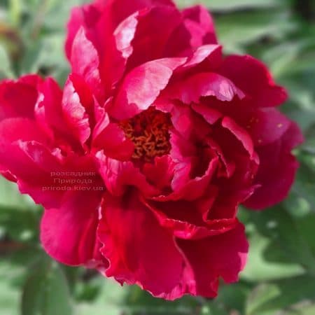 Півонія деревоподібна японська (Paeonia suffruticosa japanese) ФОТО Розсадник рослин Природа