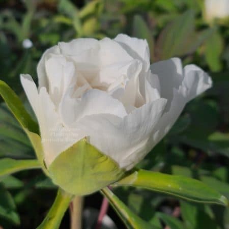 Півонія деревоподібна японська (Paeonia suffruticosa japanese) ФОТО Розсадник рослин Природа