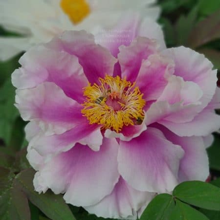 Півонія деревоподібна японська (Paeonia suffruticosa japanese) ФОТО Розсадник рослин Природа