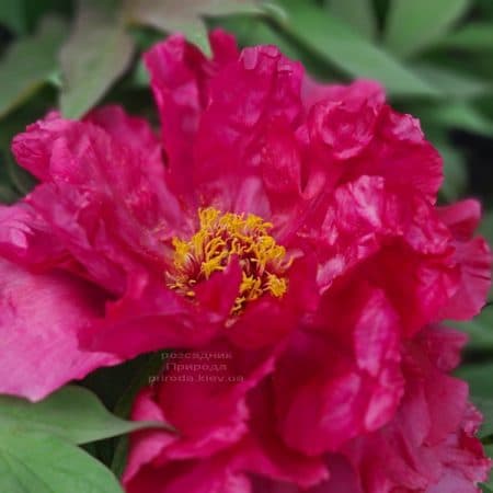 Півонія деревоподібна японська (Paeonia suffruticosa japanese) ФОТО Розсадник рослин Природа