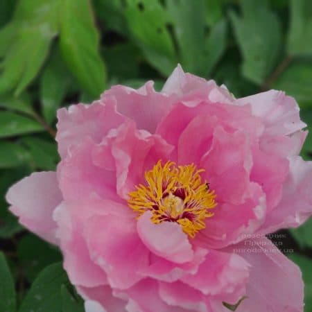 Півонія деревоподібна японська (Paeonia suffruticosa japanese) ФОТО Розсадник рослин Природа