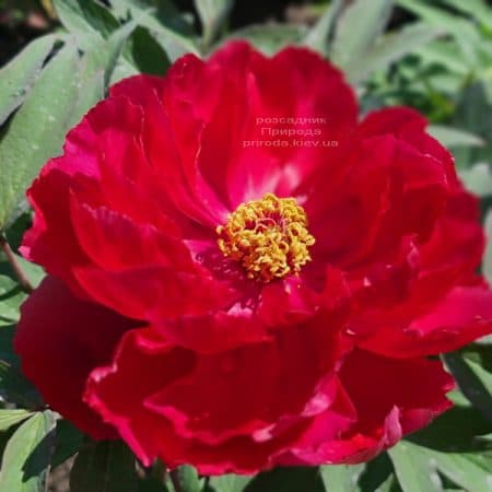 Півонія деревоподібна японська (Paeonia suffruticosa japanese) ФОТО Розсадник рослин Природа