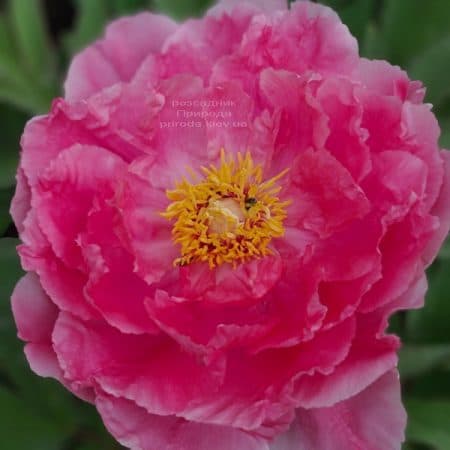 Півонія деревоподібна японська (Paeonia suffruticosa japanese) ФОТО Розсадник рослин Природа