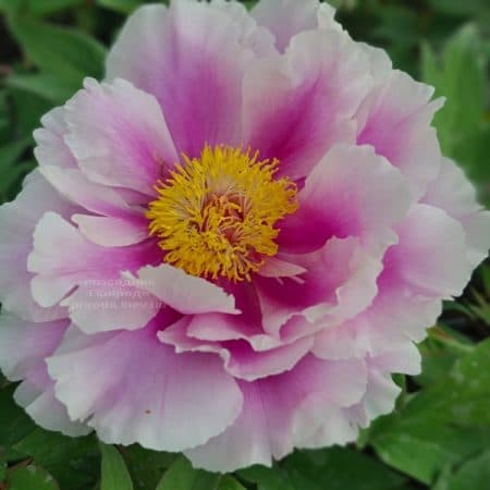 Півонія деревоподібна японська (Paeonia suffruticosa japanese) ФОТО Розсадник рослин Природа