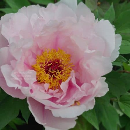 Півонія деревоподібна японська (Paeonia suffruticosa japanese) ФОТО Розсадник рослин Природа