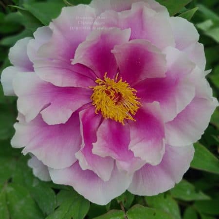 Півонія деревоподібна японська (Paeonia suffruticosa japanese) ФОТО Розсадник рослин Природа