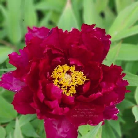 Півонія деревоподібна японська (Paeonia suffruticosa japanese) ФОТО Розсадник рослин Природа