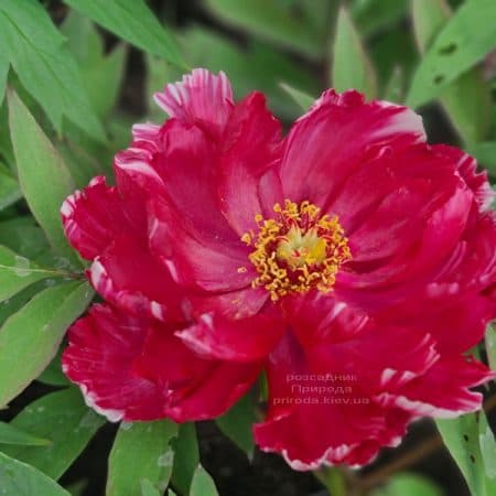 Півонія деревоподібна японська (Paeonia suffruticosa japanese) ФОТО Розсадник рослин Природа