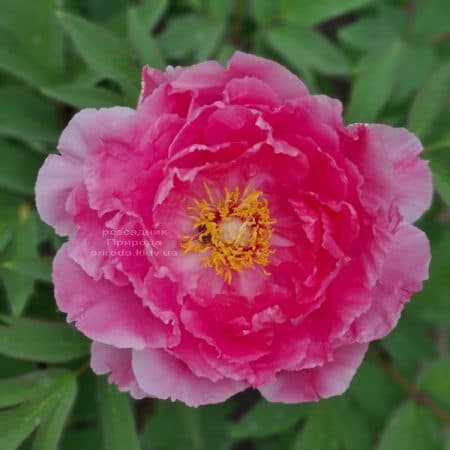 Півонія деревоподібна японська (Paeonia suffruticosa japanese) ФОТО Розсадник рослин Природа