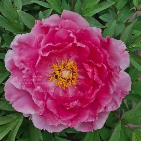 Півонія деревоподібна японська (Paeonia suffruticosa japanese) ФОТО Розсадник рослин Природа