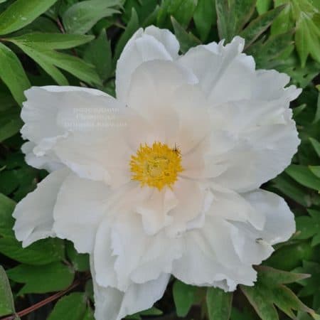 Півонія деревоподібна японська (Paeonia suffruticosa japanese) ФОТО Розсадник рослин Природа