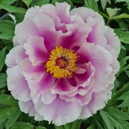 Півонія деревоподібна японська (Paeonia suffruticosa japanese) ФОТО Розсадник рослин Природа