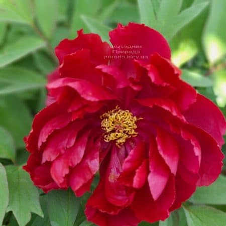 Півонія деревоподібна японська (Paeonia suffruticosa japanese) ФОТО Розсадник рослин Природа