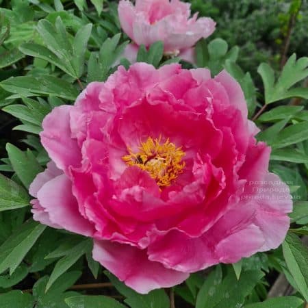 Півонія деревоподібна японська (Paeonia suffruticosa japanese) ФОТО Розсадник рослин Природа