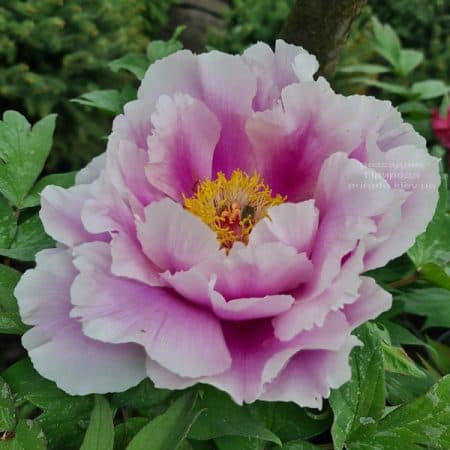 Півонія деревоподібна японська (Paeonia suffruticosa japanese) ФОТО Розсадник рослин Природа